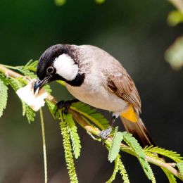 Bulbul with food
