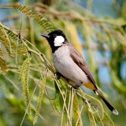 White Cheeked Bulbul