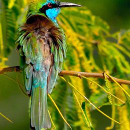 Little Green Bee Eater