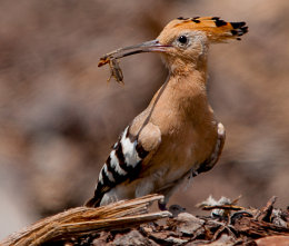 Hoopoe