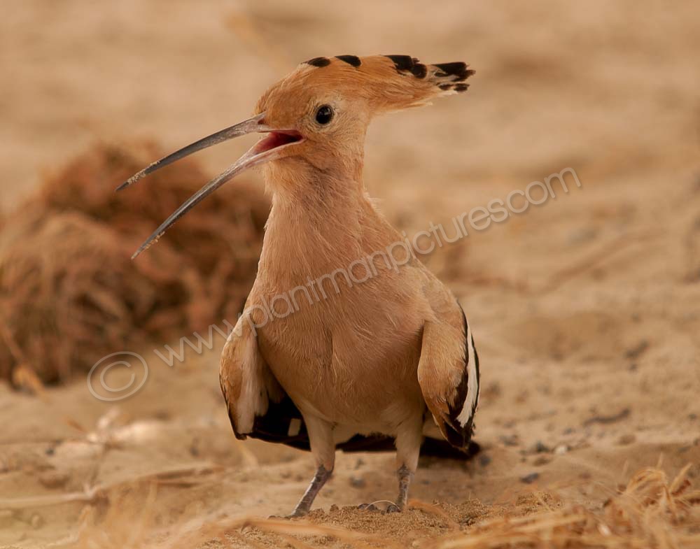 Hoopoe