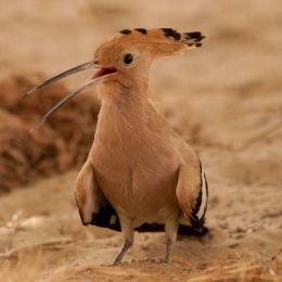 Hoopoe