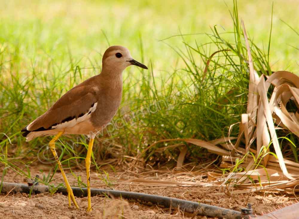 White tailed Plover