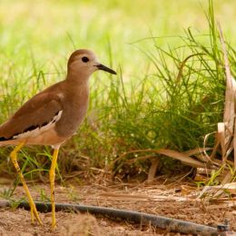 White tailed Plover