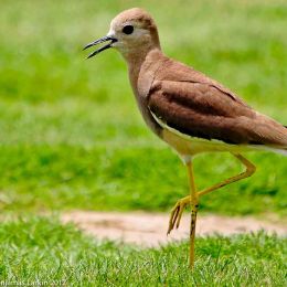 White Tailed Plover