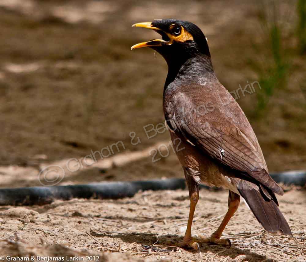 Myna Bird Dubai