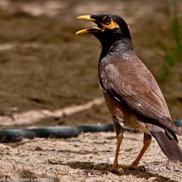 Myna Bird Dubai