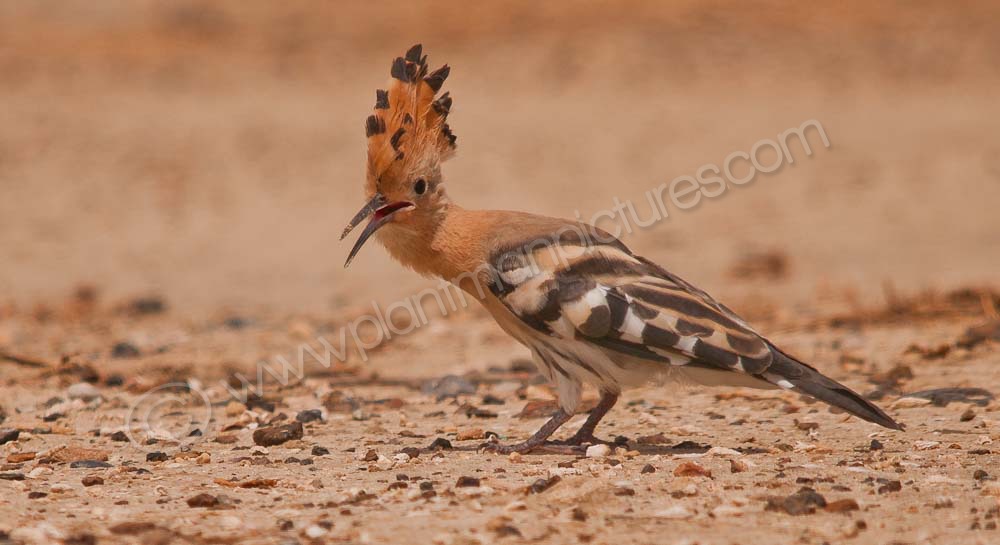 Young Hoopoe