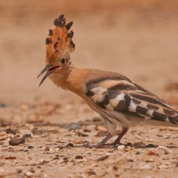 Young Hoopoe