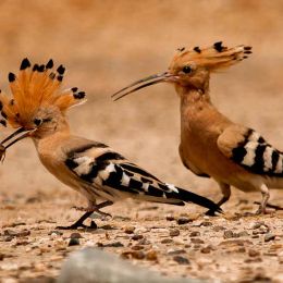 Feeding time