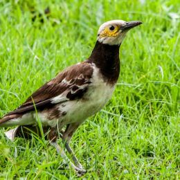 Black Collared Starling