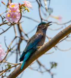 Indian Roller