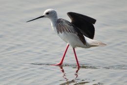 Black winged Stilt