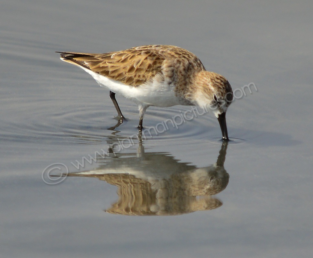 Little Stint