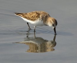 Little Stint