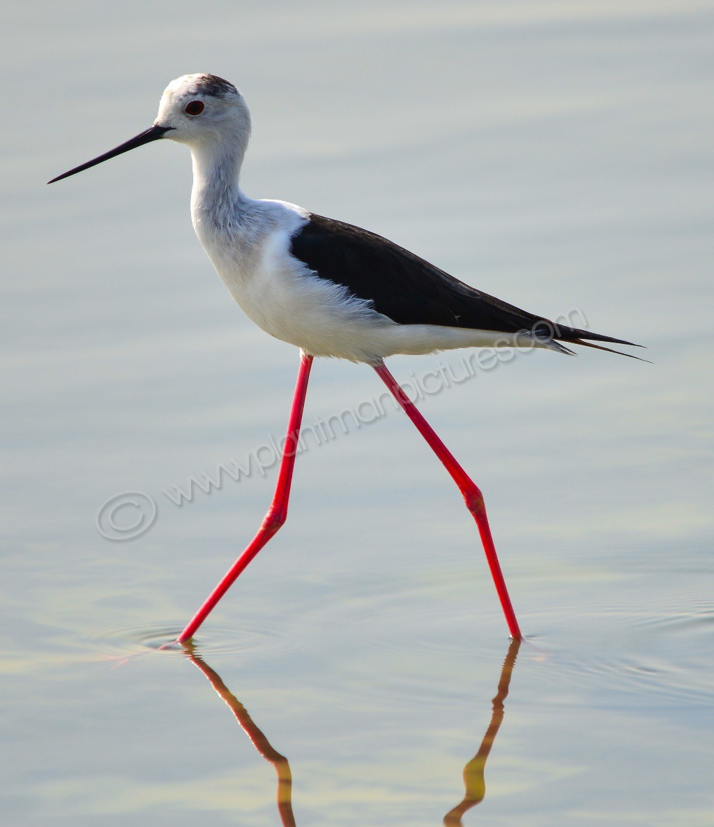 Black Winged Stilt