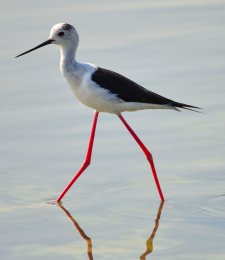 Black Winged Stilt