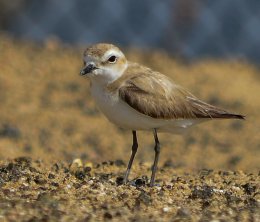 Little Stint