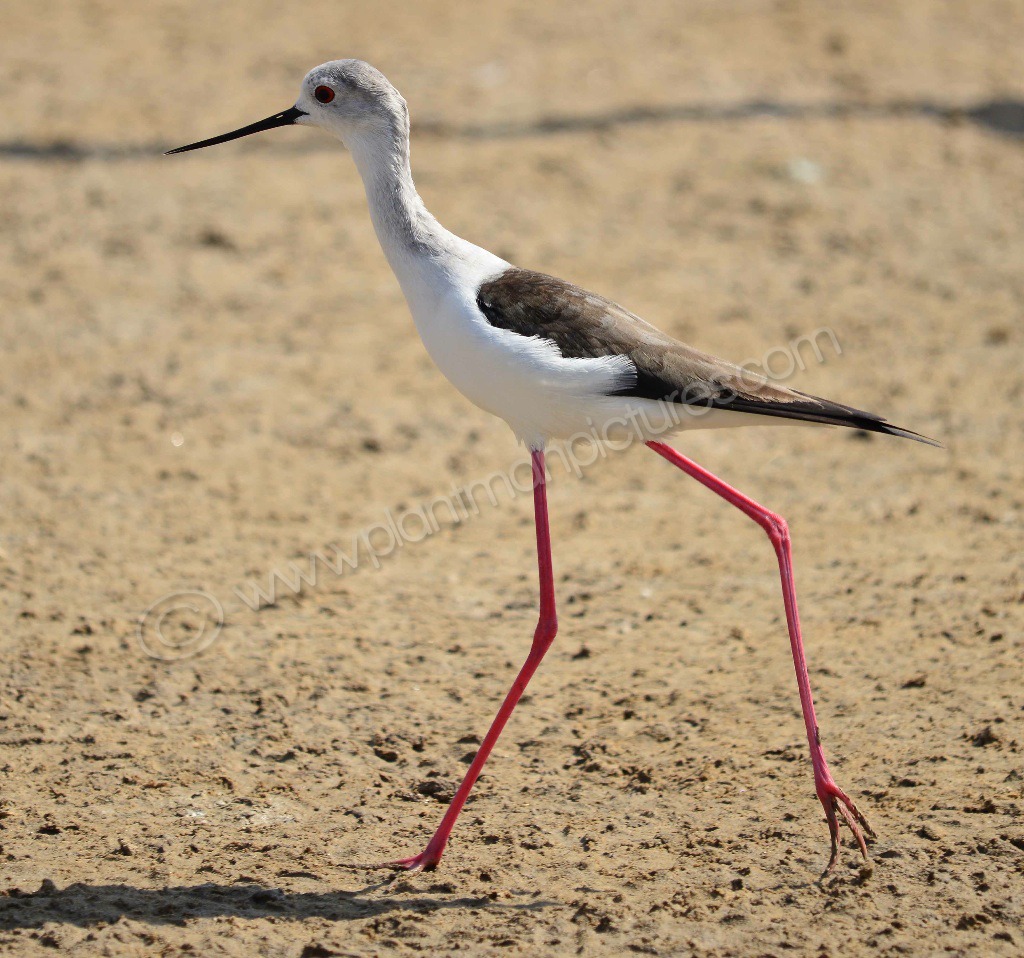 Black Winged Stilt