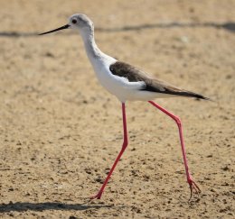 Black Winged Stilt