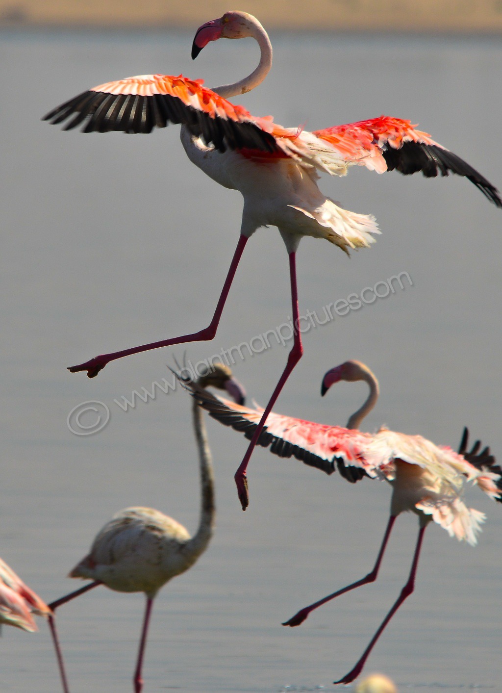 Greater Flamingos at Al Wathba