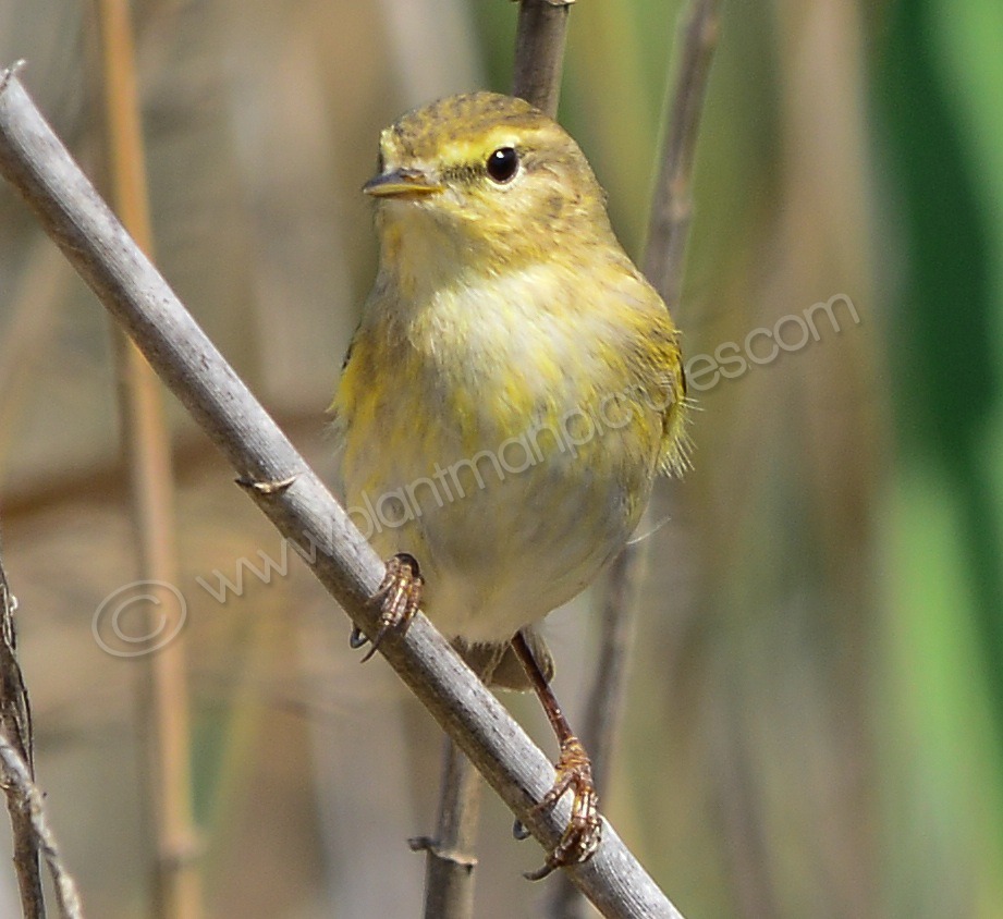 Prinia