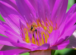 Lotus flower with insects