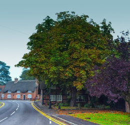 The Spreading Chestnut Tree