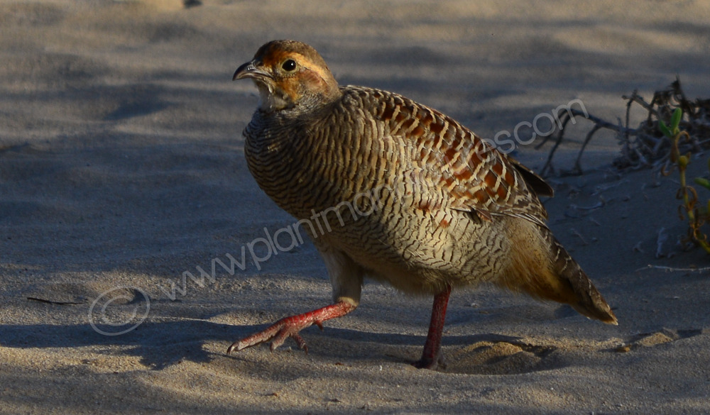 Grouse