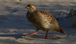 Grouse