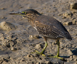 Stirated Heron