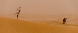 Two Alone a dusty day in the Khatim Desert Abu Dhabi