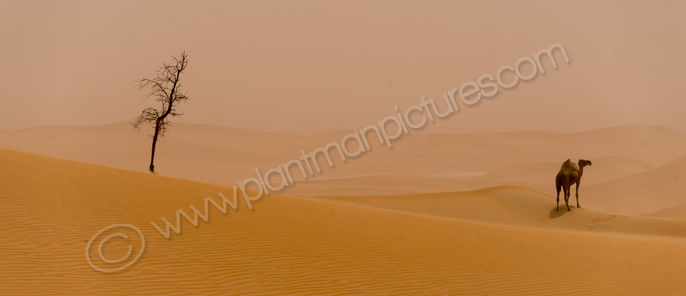 Two Alone a dusty day in the Khatim Desert Abu Dhabi