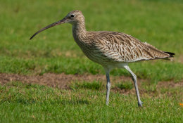 whimbrel