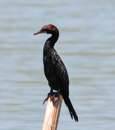 Little Cormorant