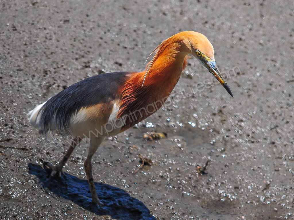 Chinese Green Pond heron