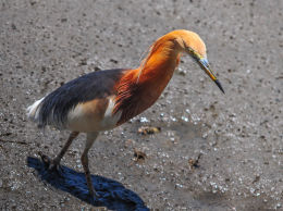 Chinese Green Pond heron