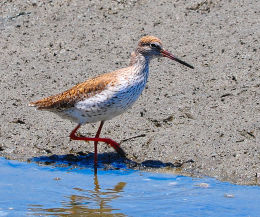 Common Redshank
