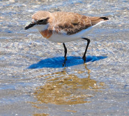 Greater Sand Plover