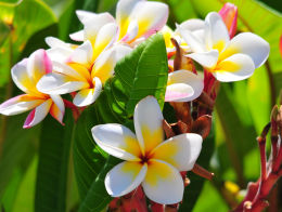 Frangipani