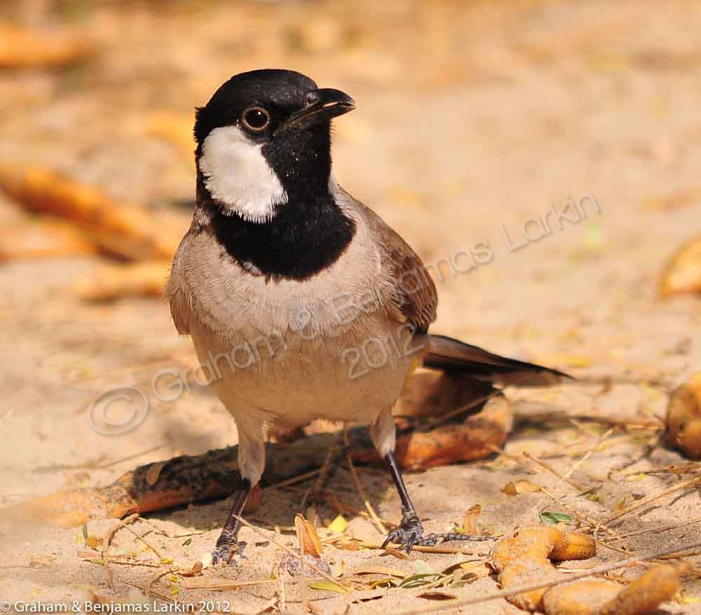 White Cheeked Bubul