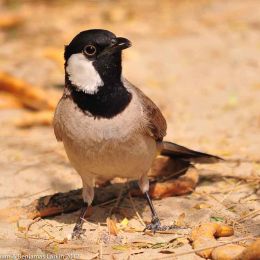 White Cheeked Bubul