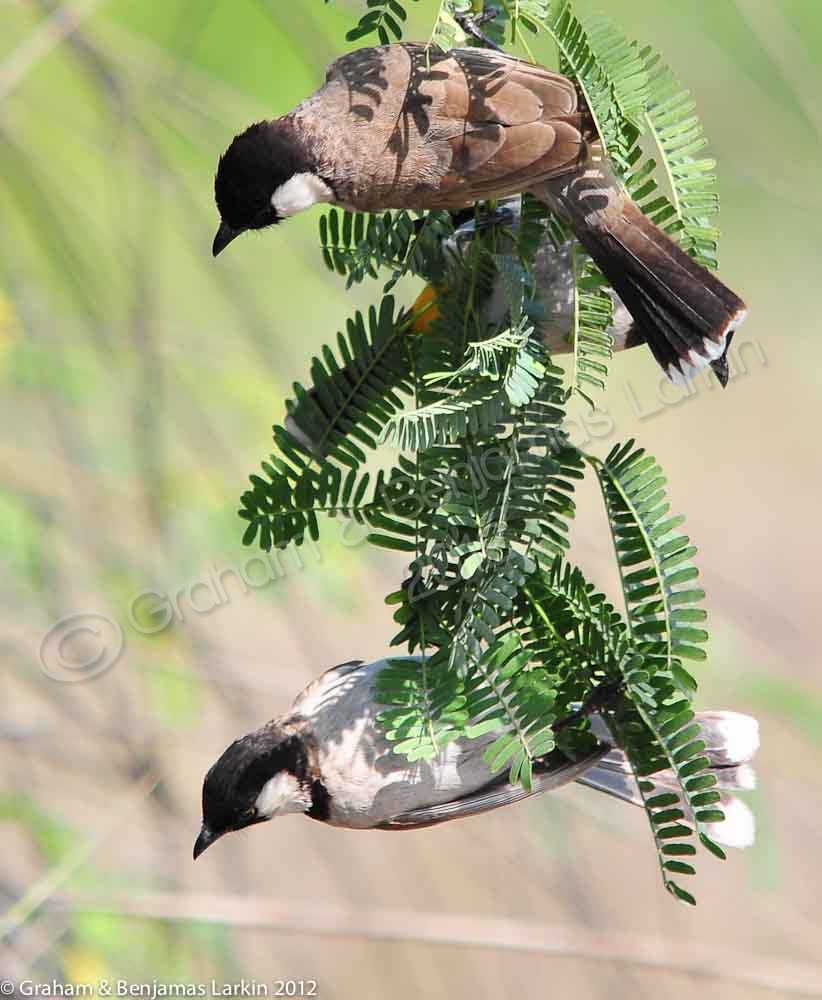 Pair of white Cheeked Bulbuls