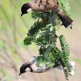 Pair of white Cheeked Bulbuls