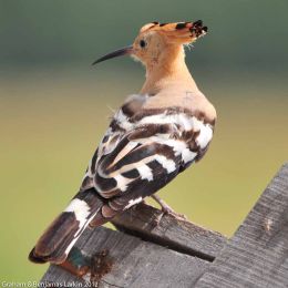 Hoopoe posing