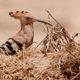 Hoopoe