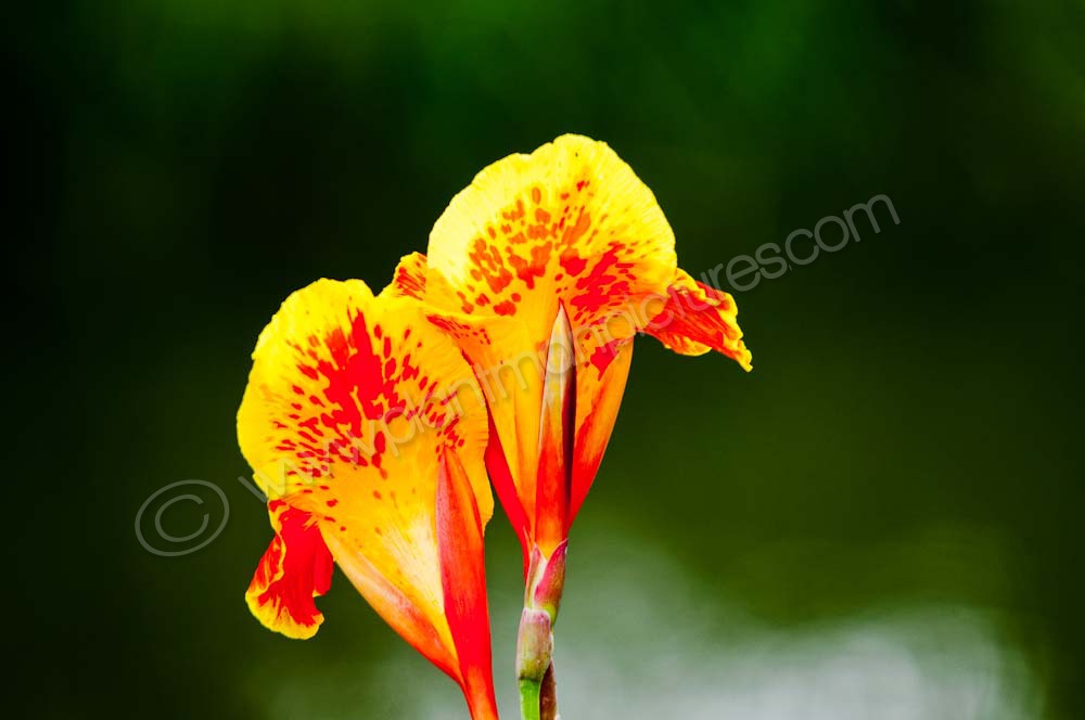 Canna generalis