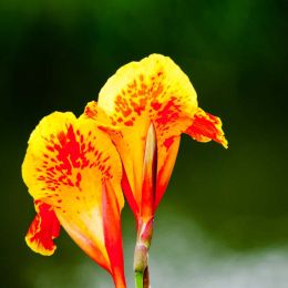 Canna generalis