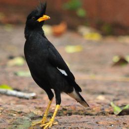 White vented Myna