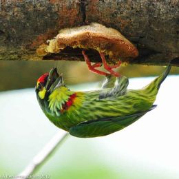 Coppersmith Barbet
